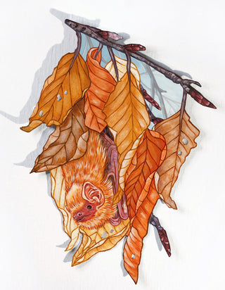 Eastern Red Bat and Beech