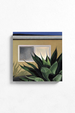 Agave at Dusk