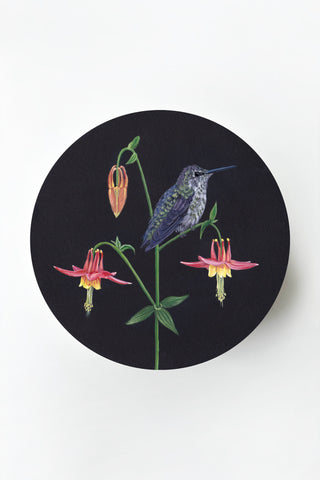 Anna's Hummingbird & Columbine