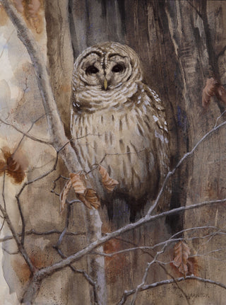 Barred Owl
