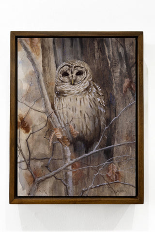 Barred Owl