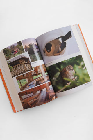 Bird School: A Beginner in the Wood