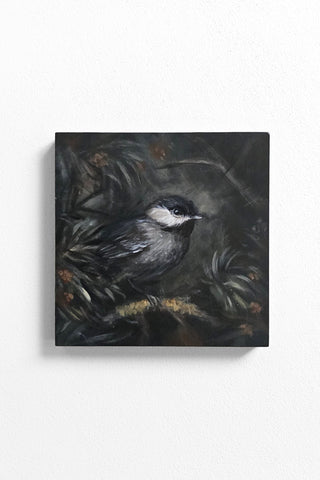 Black-capped Chickadee