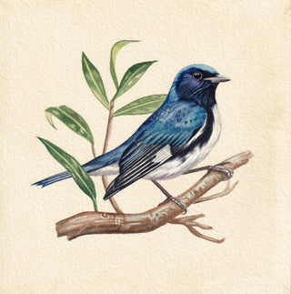 Black-throated Blue Warbler