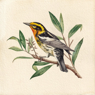 Blackburnian Warbler