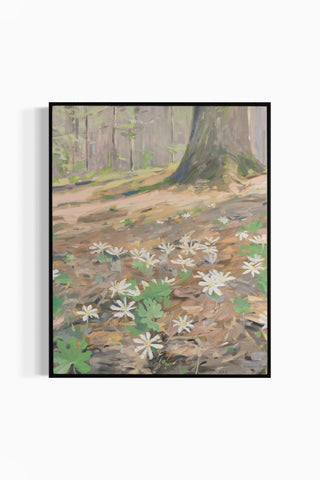 Bloodroot