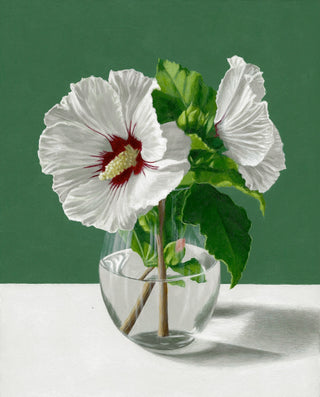 White Hibiscus