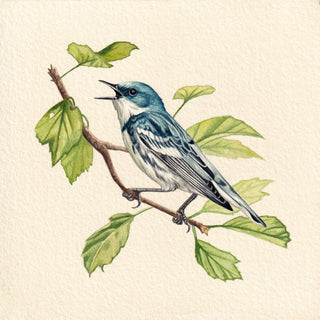 Cerulean Warbler