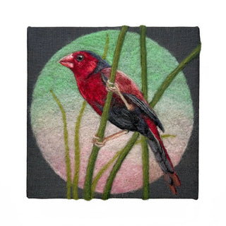 Chromatic Crimson Finch