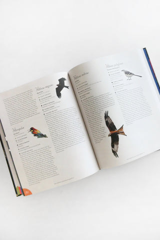 Complete Language of Birds