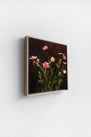 Cosmos