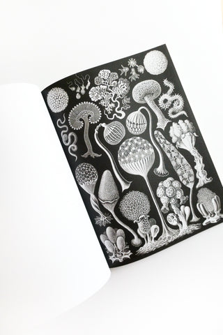 Cut-out Curiosities: Botanica: A Collage Book