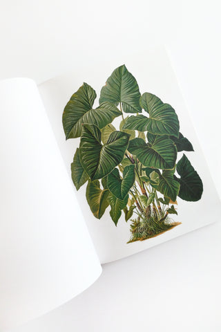 Cut-out Curiosities: Botanica: A Collage Book