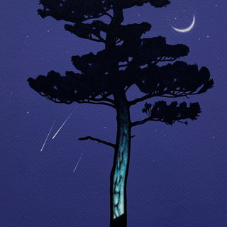 Falling Stars and Crescent Moon with Conifer