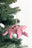 Pink Triceratops