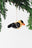 Gold Finch