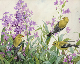 American Goldfinches and Dame's Rocket