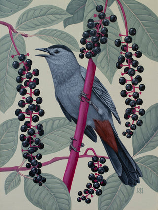 Gray Catbird and Pokeweed