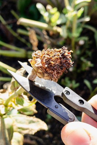 Herb Snips