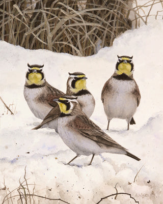 Four birds with yellow faces and brown bodies standing on snow-covered ground with dried grasses in the background.