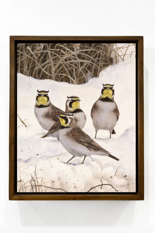 Horned Larks