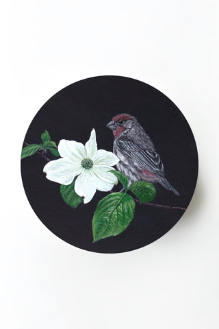 House Finch & Dogwood