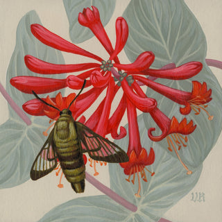 Hummingbird Clearwing and Coral Honeysuckle