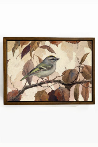 Golden-crowned Kinglet and Birch