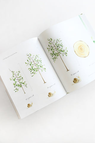 Little Sap: the Magical Story of A Forest Family