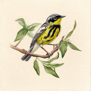 Magnolia Warbler