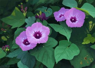 Morning Glory