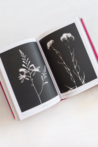 New Photography of the Flower