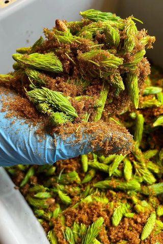 Organic Spruce Syrup