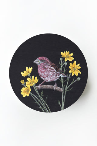 Purple Finch & Woolly Sunflower