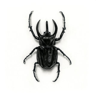 Rhinoceros Beetle