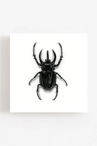 Rhinoceros Beetle