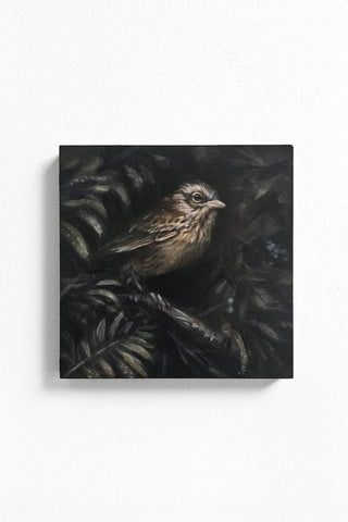 Song Sparrow