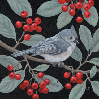 Tufted Titmouse and Red Chokeberries