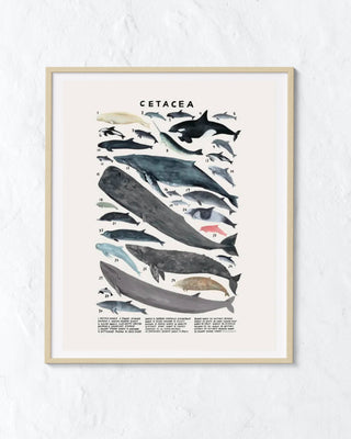 Creatures of the Order: Whale Print