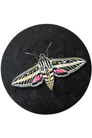 White-Lined Sphinx Moth