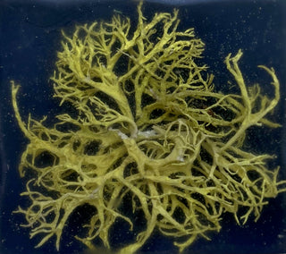 Wolf Lichen