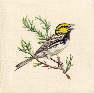 Yellow-Cheeked Warbler