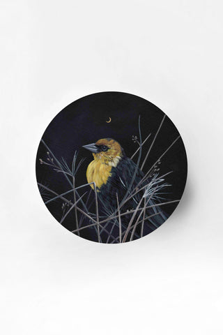 Yellow-Headed Blackbird