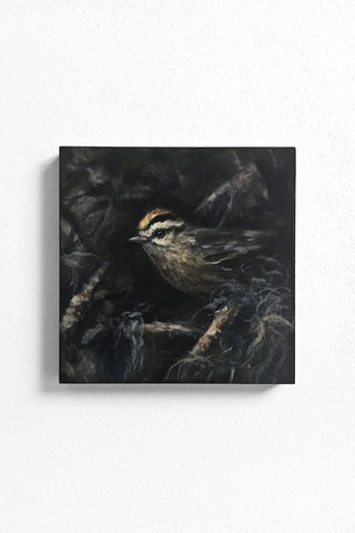 Golden-crowned Kinglet