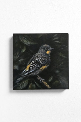Yellow-rumped Warbler