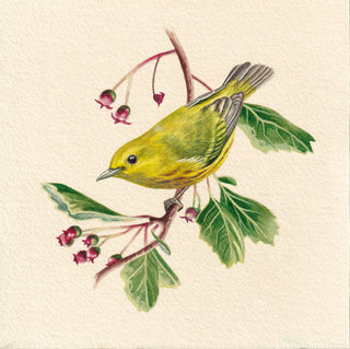 Yellow Warbler