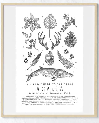 Acadia National Park Field Guide Print