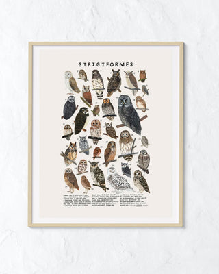Creatures of the Order: Owl Print