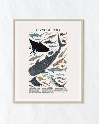 Creatures of the Order: Sharks + Rays Print