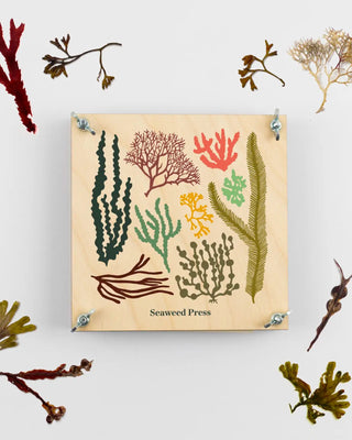Seaweed Press Kit